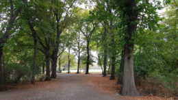 Der Mariannenpark in Schönefeld mit Bäumen und einem Weg dazwischen.